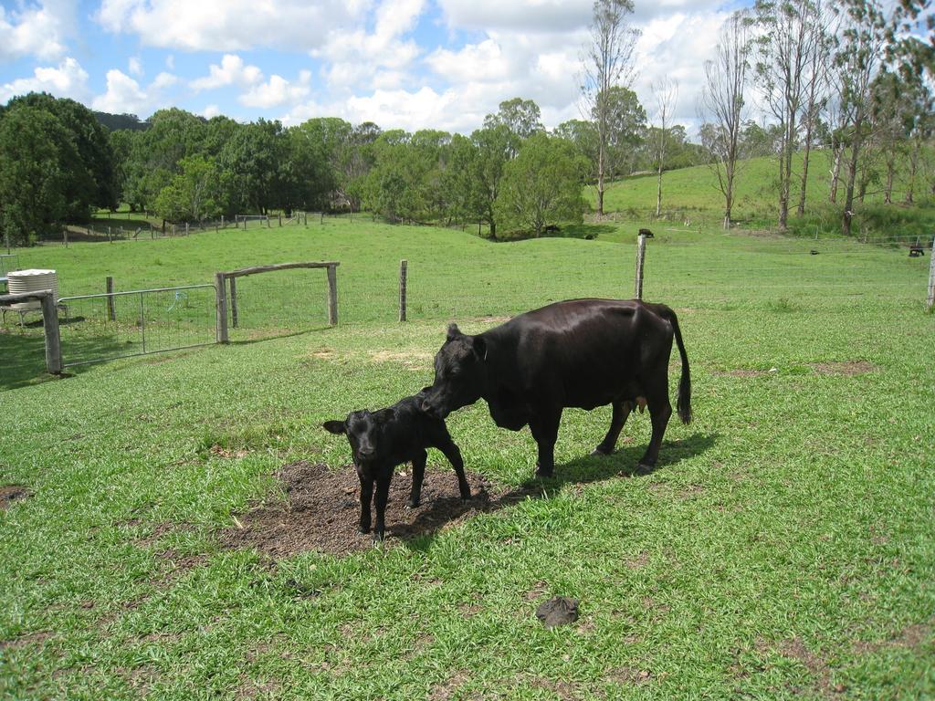 Jacaranda Creek Farmstay & B&B Sunshine Coast Buitenkant foto