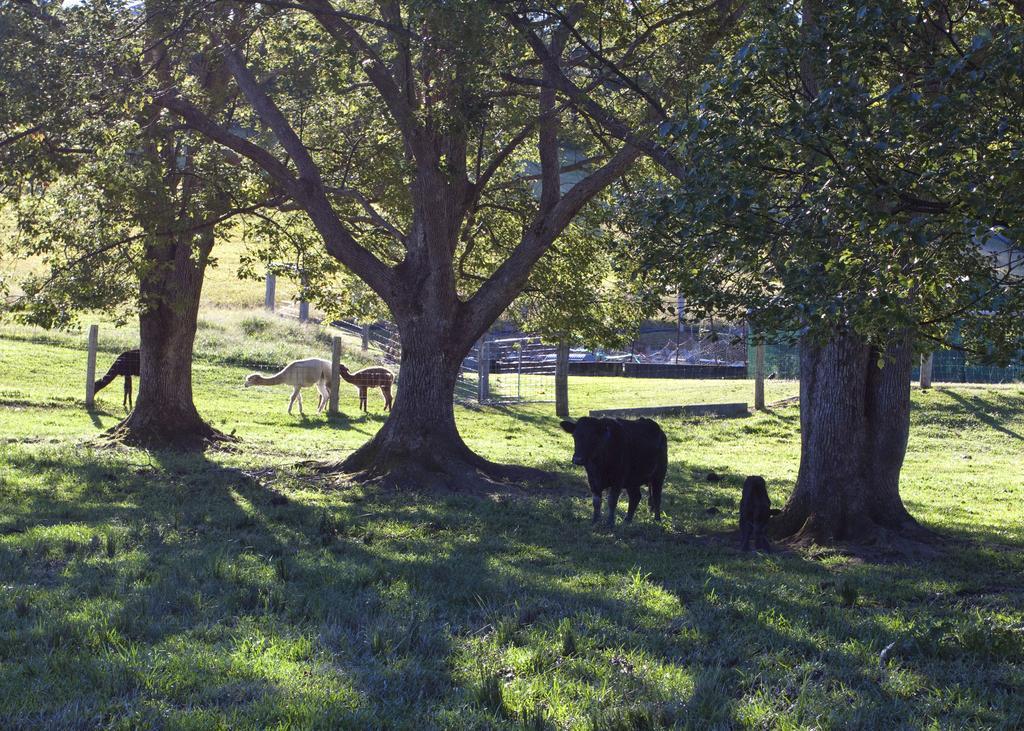 Jacaranda Creek Farmstay & B&B Sunshine Coast Buitenkant foto