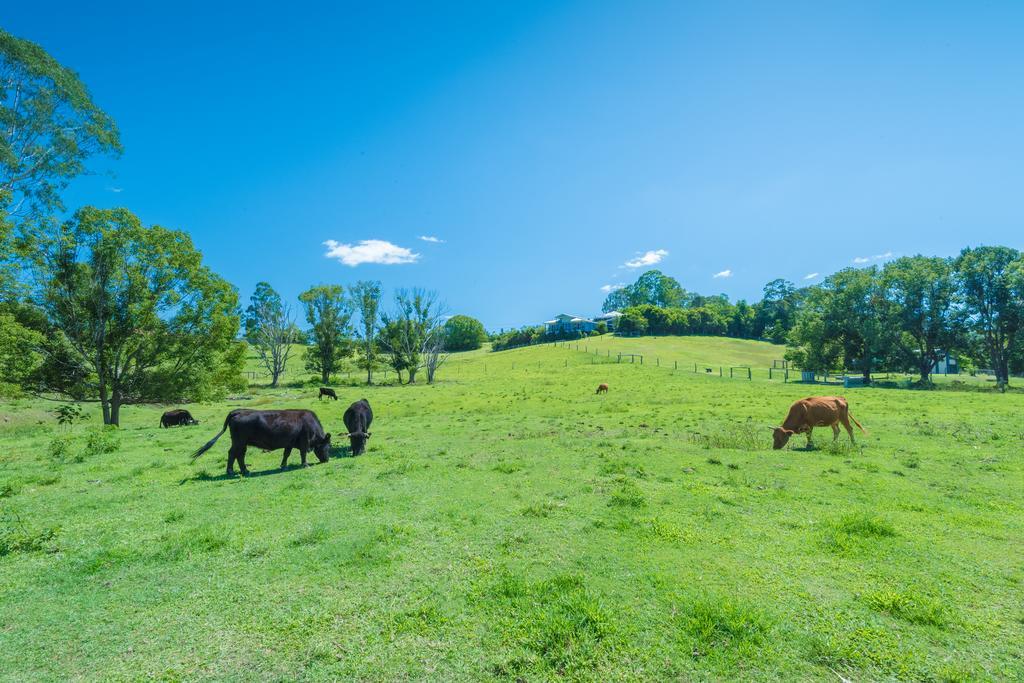 Jacaranda Creek Farmstay & B&B Sunshine Coast Buitenkant foto