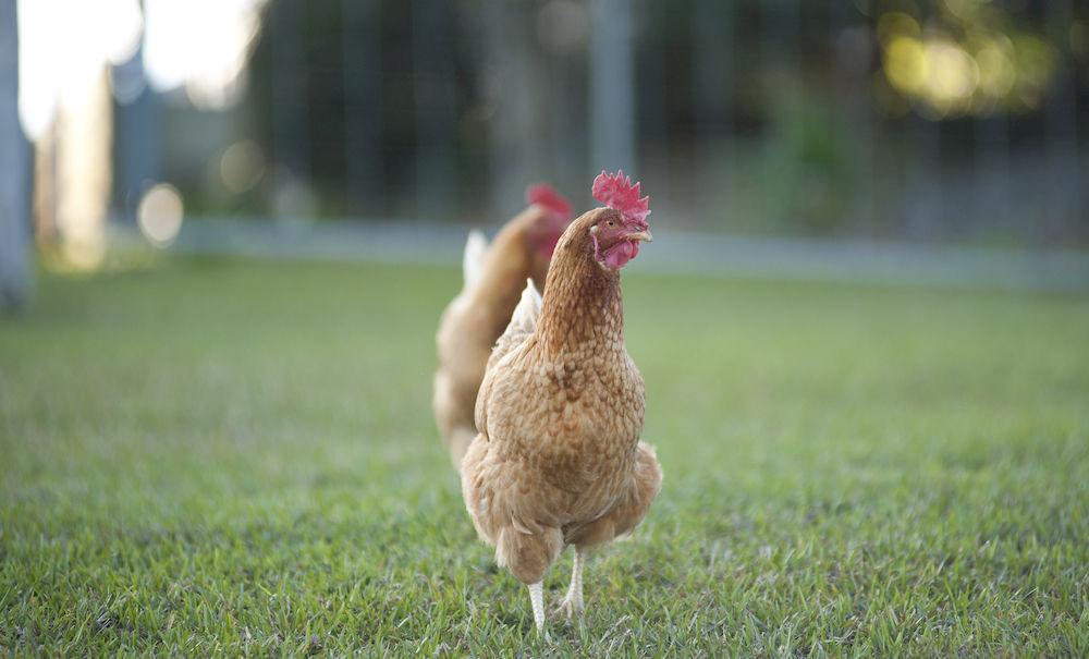 Jacaranda Creek Farmstay & B&B Sunshine Coast Buitenkant foto