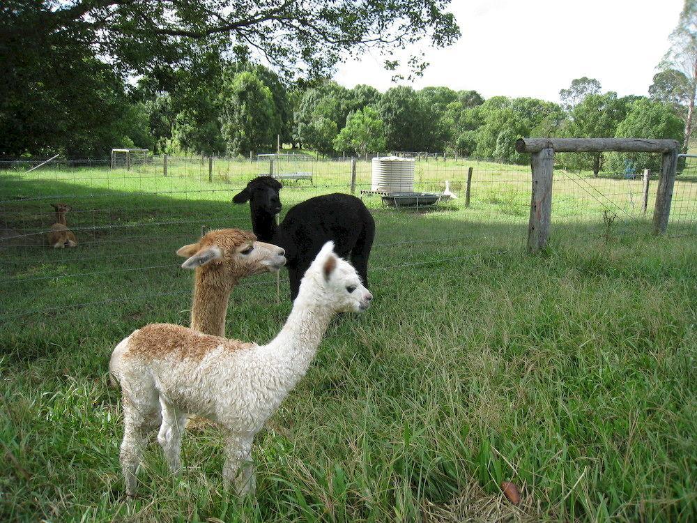 Jacaranda Creek Farmstay & B&B Sunshine Coast Buitenkant foto