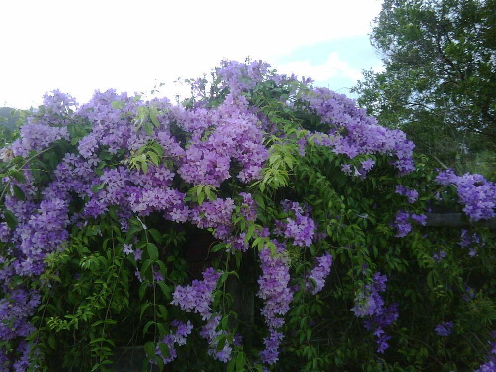 Jacaranda Creek Farmstay & B&B Sunshine Coast Buitenkant foto