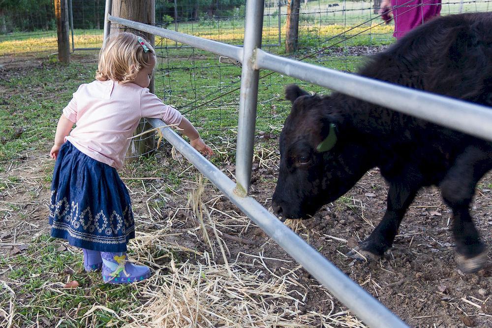 Jacaranda Creek Farmstay & B&B Sunshine Coast Buitenkant foto