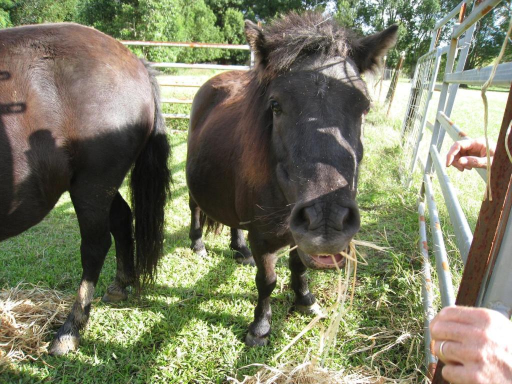 Jacaranda Creek Farmstay & B&B Sunshine Coast Buitenkant foto